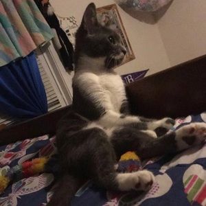 Meet your Posher, Sam